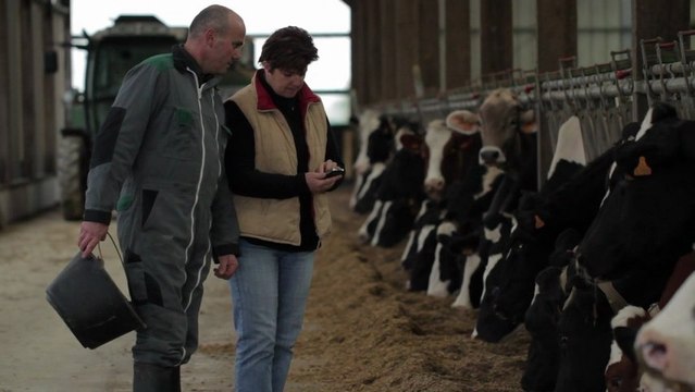 [FR] M2M : des vaches connectées pour la détection du velage [VIDEO]