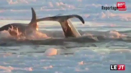 Canada - happy end pour des orques prisonnières de la banquise