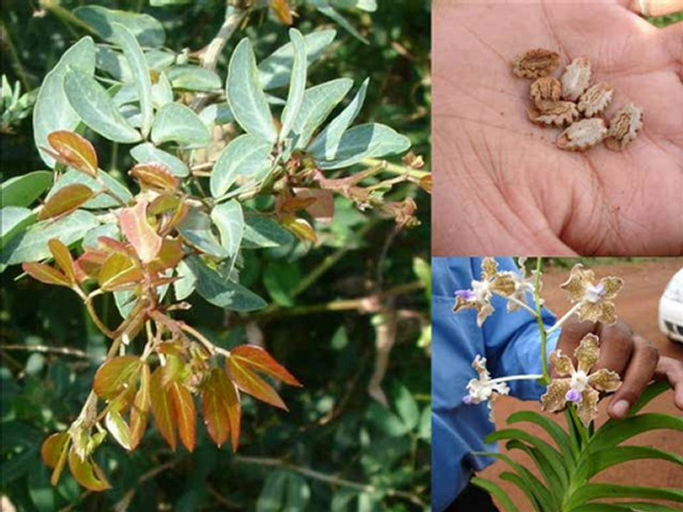 Forgotten Cancer Formulations of the World: Pankaj Oudhia’s Medicinal Plant Database Part-1