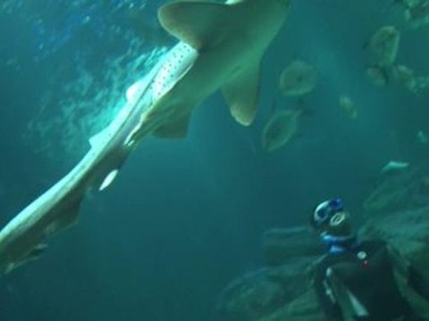 En apnée au milieu des requins