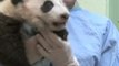 Un bébé panda au zoo de San Diego fête son 