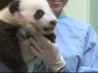 Un bébé panda au zoo de San Diego fête son "mini-anniversaire"