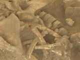 Un squelette de mammouth découvert près de Paris