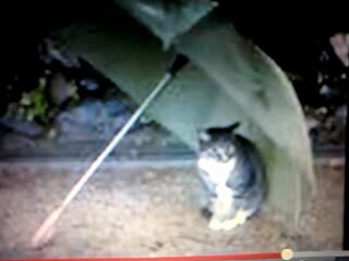 porque el amor manda