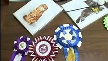 Скоттиш страйт в программе "Наши любимые животные"