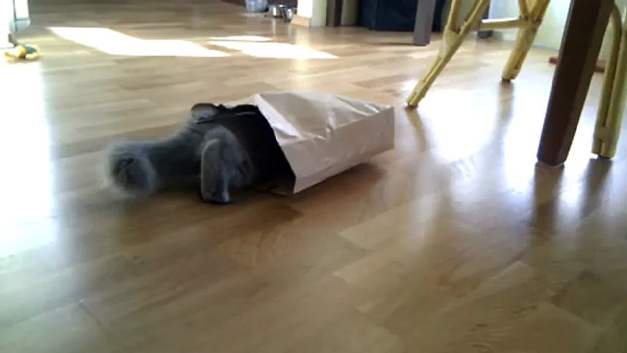 Скоттиш страйт играет с пакетом