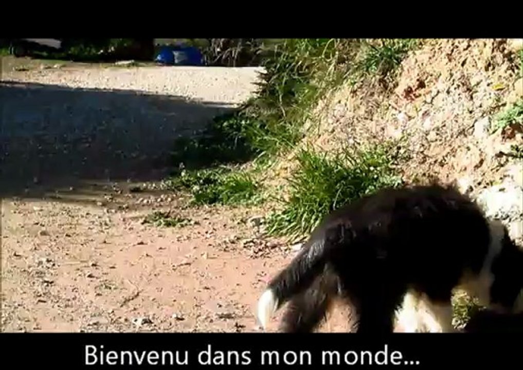 Chiots Sheytane