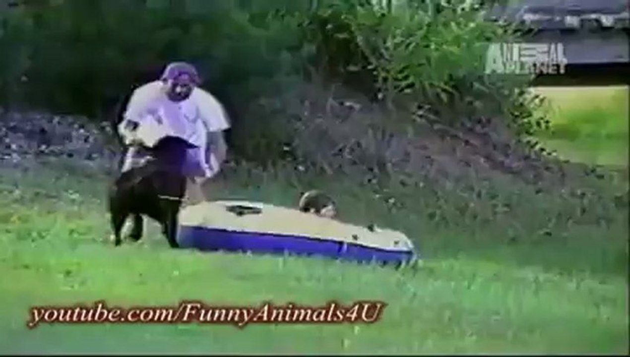 Funny Animals 1_clip4Perikizi.Net