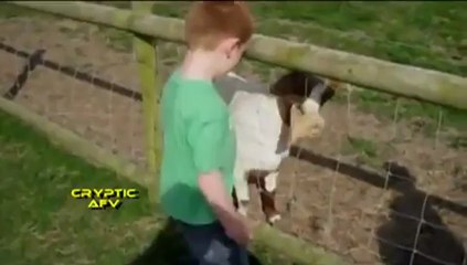 Komik Hayvan Videoları Izle 2 Perikizi.Net_clip0