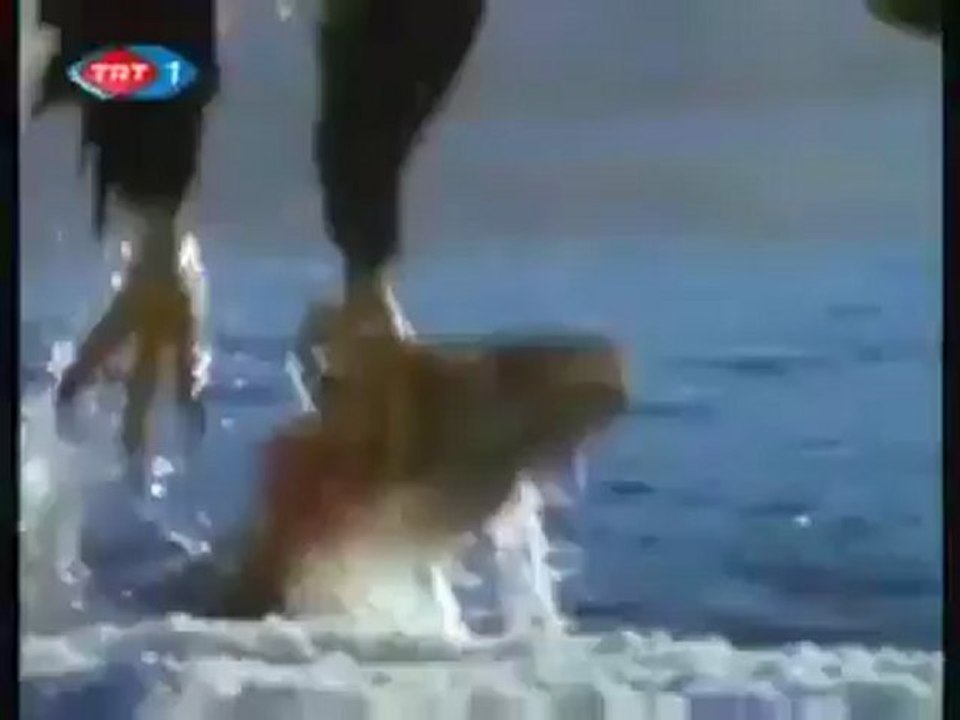 ALASKA - SOMON BALIKLARININ GÖÇÜ - BELGESEL._0 Perikizi.Net_clip0