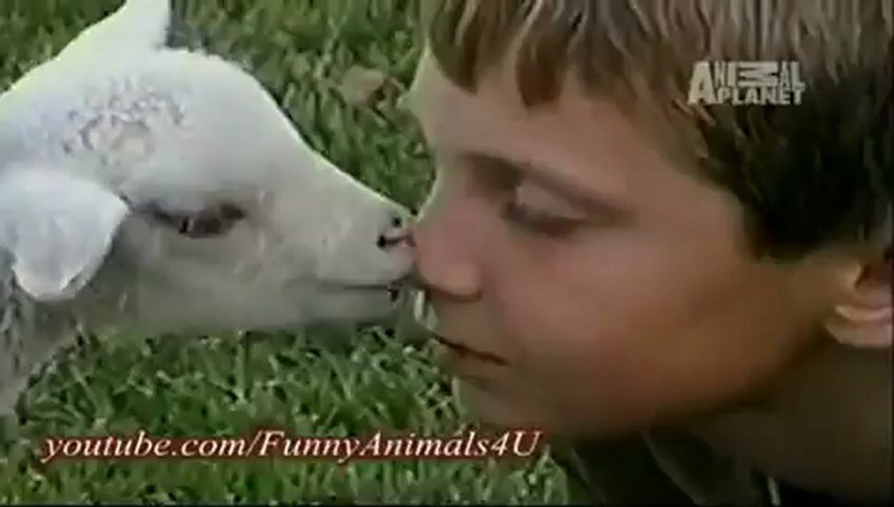Funny Animals 1_clip7Perikizi.Net