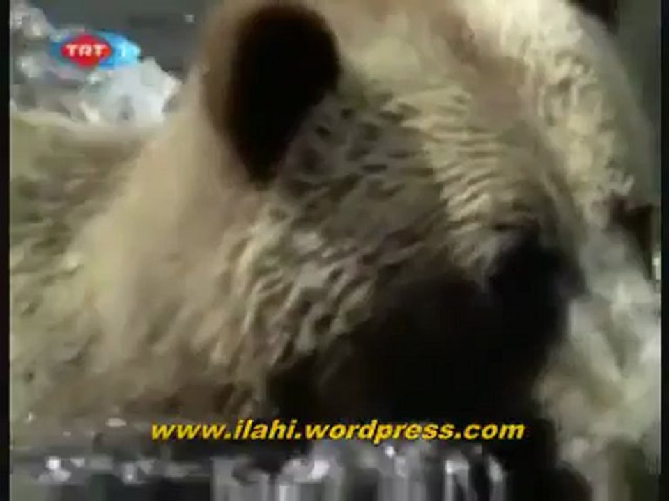 ALASKA - SOMON BALIKLARININ GÖÇÜ - BELGESEL._5 Perikizi.Net_clip1
