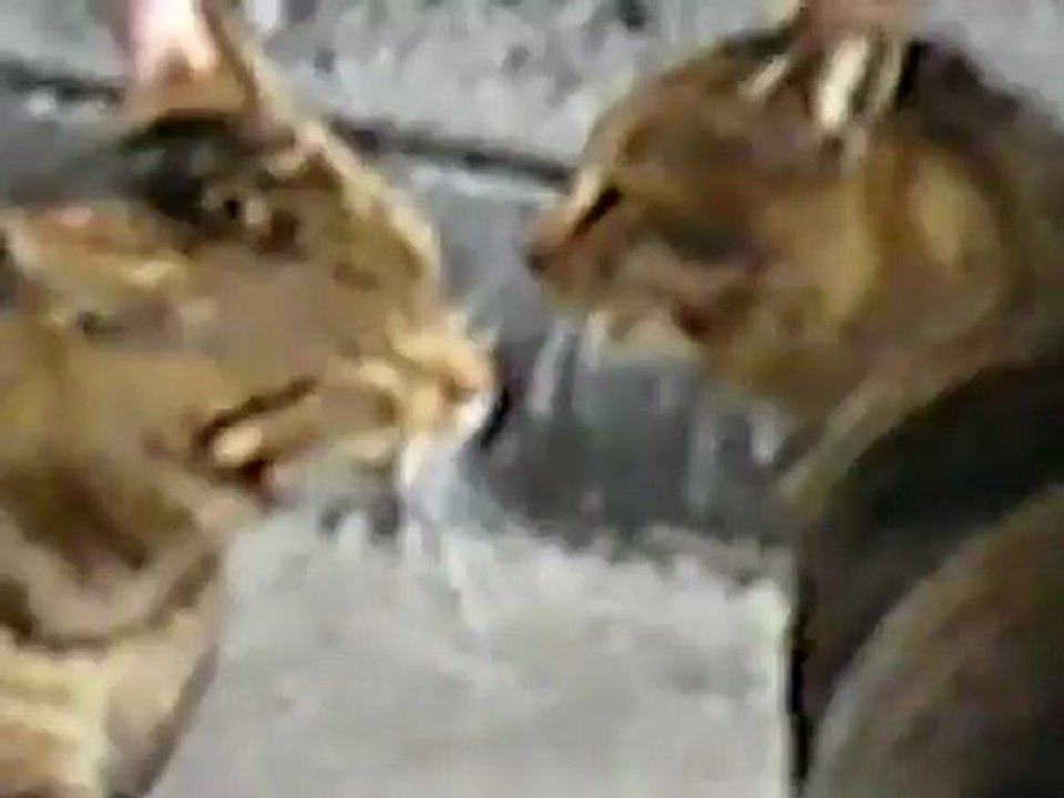 CAT FIGHT -_clip3Perikizi.Net