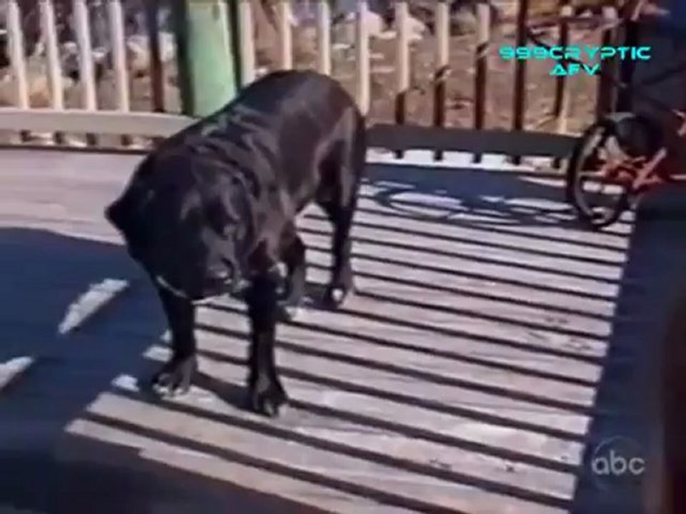 Funny Cats and Dogs - Americas Funniest Home Videos AFV Clips Compilation_clip7Perikizi.Net