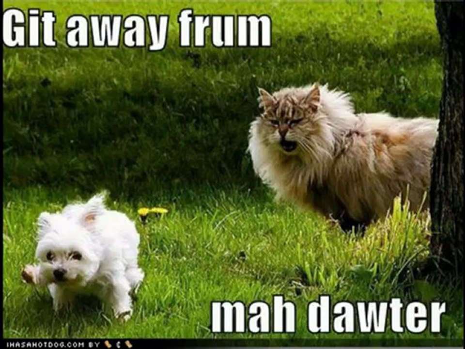 Cute and funny cats and dogs together_clip9Perikizi.Net