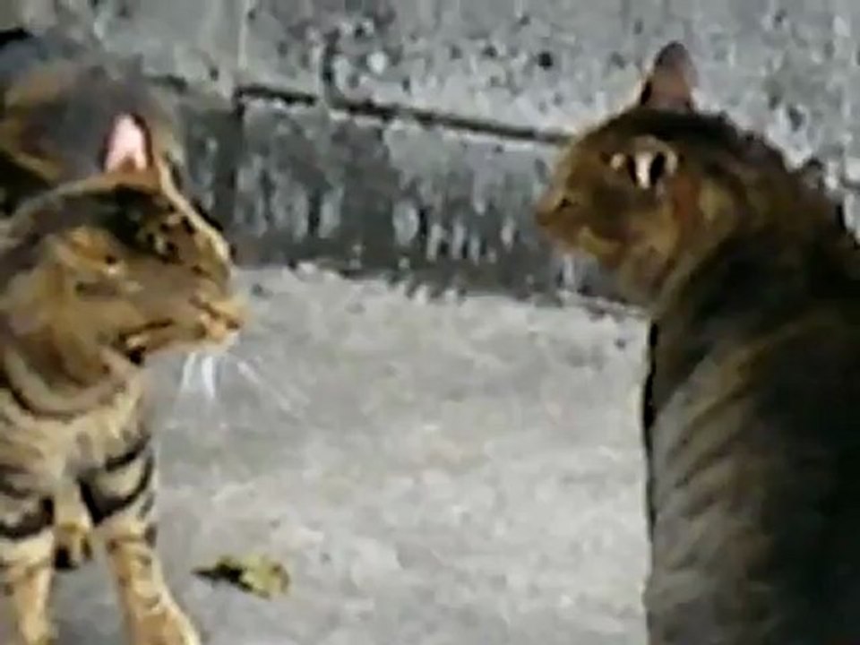 CAT FIGHT -_clip6Perikizi.Net
