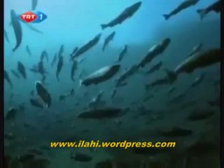 ALASKA - SOMON BALIKLARININ GÖÇÜ - BELGESEL._2 Perikizi.Net_clip0