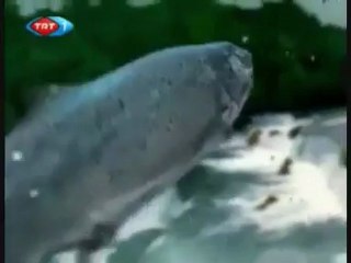 ALASKA - SOMON BALIKLARININ GÖÇÜ - BELGESEL._0 Perikizi.Net_clip1