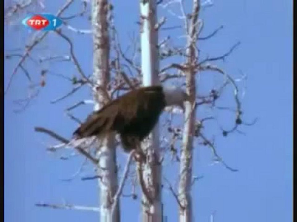ALASKA - SOMON BALIKLARININ GÖÇÜ - BELGESEL._1 Perikizi.Net_clip0