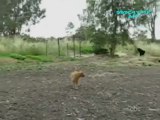 Funny Cats and Dogs - Americas Funniest Home Videos AFV Clips Compilation_clip3Perikizi.Net