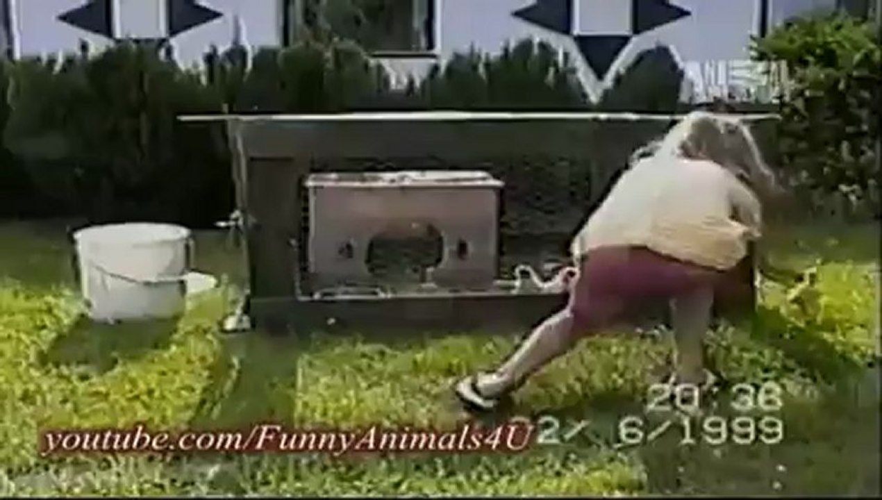 Funny Animals 1_clip8Perikizi.Net