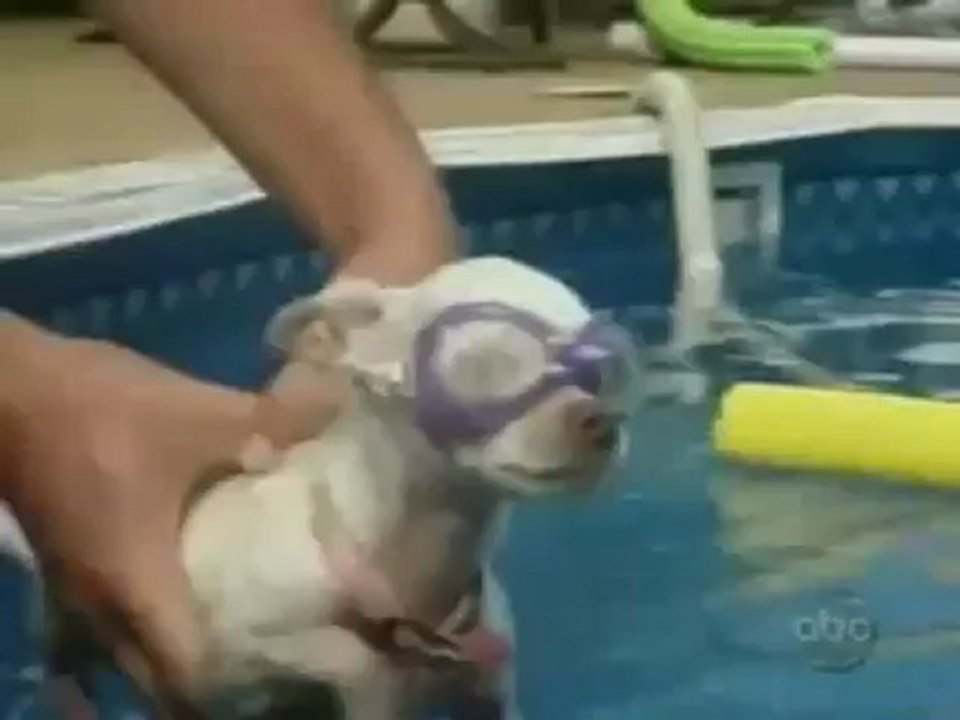 Funny Cats and Dogs Video - Americas Funniest Home Videos part 507_clip8Perikizi.Net