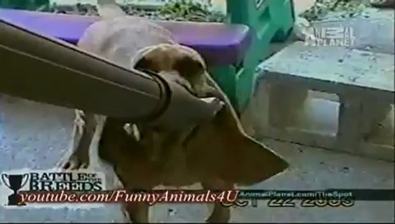 Funny Animals 1_clip1Perikizi.Net