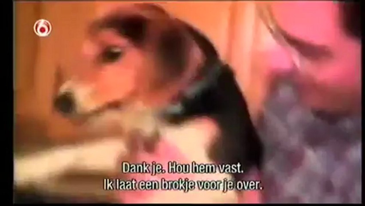 Funny Cats and Dogs Video - Americas Funniest Home Videos part 507_clip6Perikizi.Net