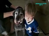 Funny Cats and Dogs - Americas Funniest Home Videos AFV Clips Compilation_clip1Perikizi.Net