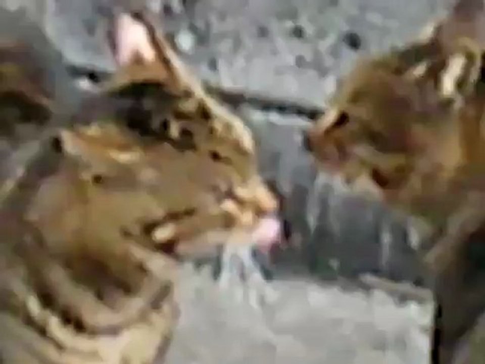 CAT FIGHT -_clip4Perikizi.Net