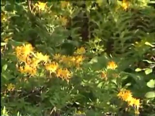 Balın özellikleri Önemi ve Hasadı 1  ( Balın oluşumu )