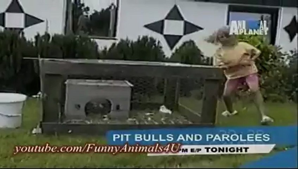 Funny Animals 1_clip9Perikizi.Net