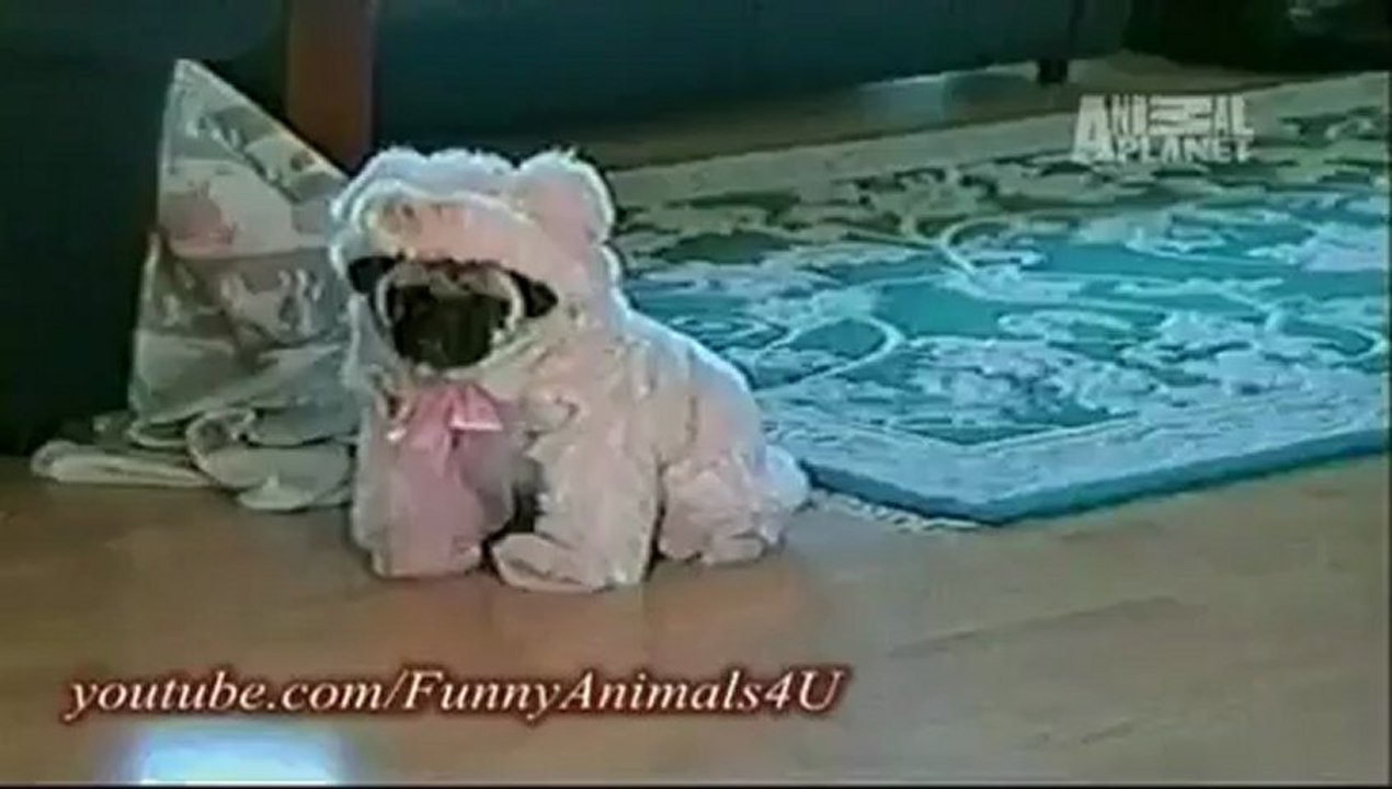 Funny Animals 1_clip2Perikizi.Net