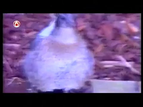 Funny Cats and Dogs Video - Americas Funniest Home Videos part 507_clip9Perikizi.Net