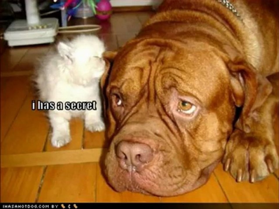 Cute and funny cats and dogs together_clip7Perikizi.Net