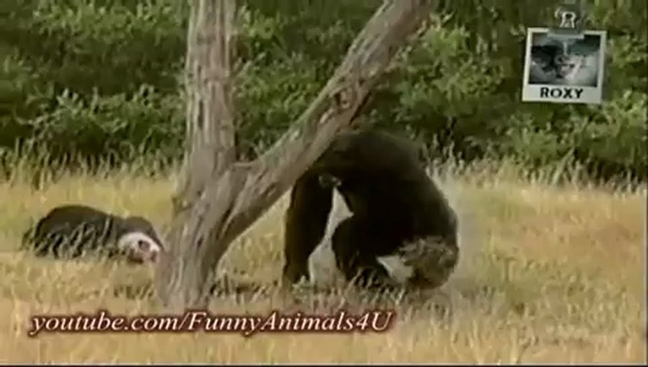 Funny Animals 1_clip0Perikizi.Net