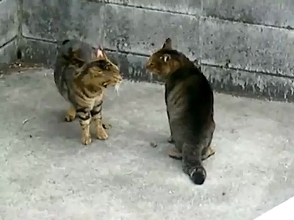 CAT FIGHT -_clip5Perikizi.Net