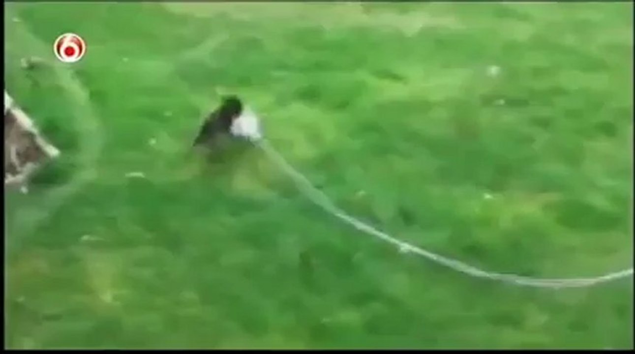 Funny Cats and Dogs Video - Americas Funniest Home Videos part 507_clip0Perikizi.Net
