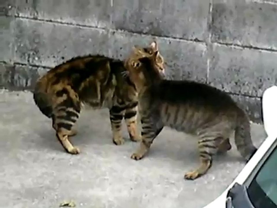 CAT FIGHT -_clip2Perikizi.Net