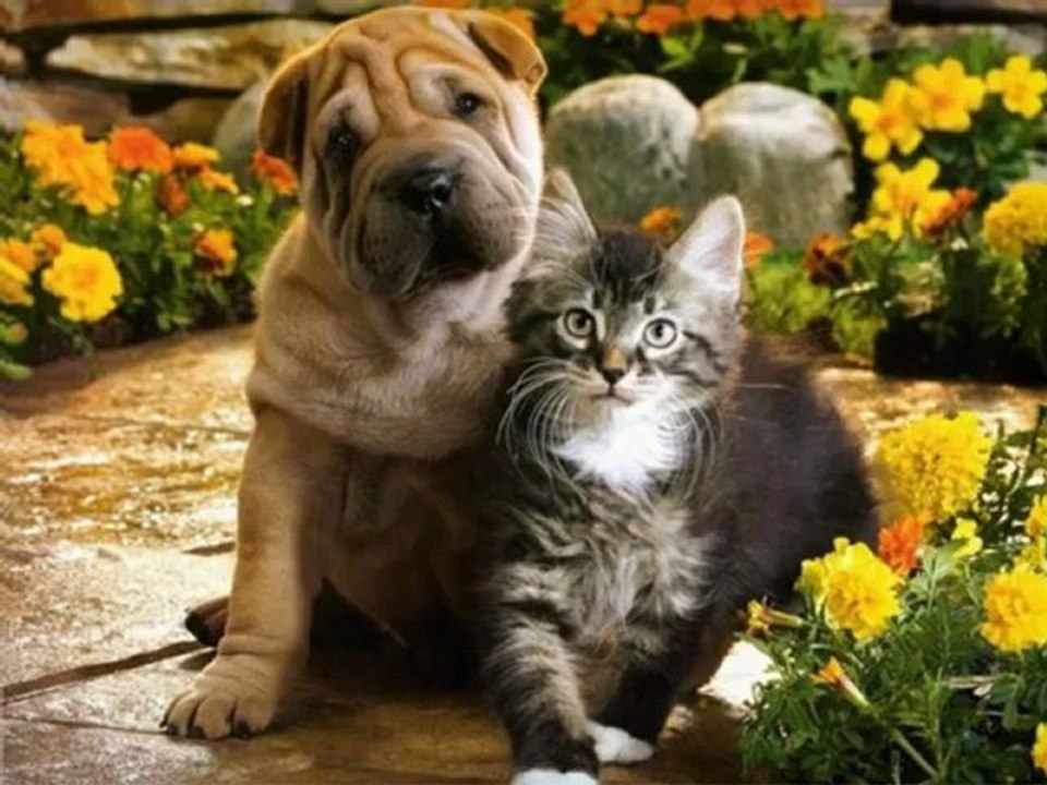 Cute and funny cats and dogs together_clip1Perikizi.Net