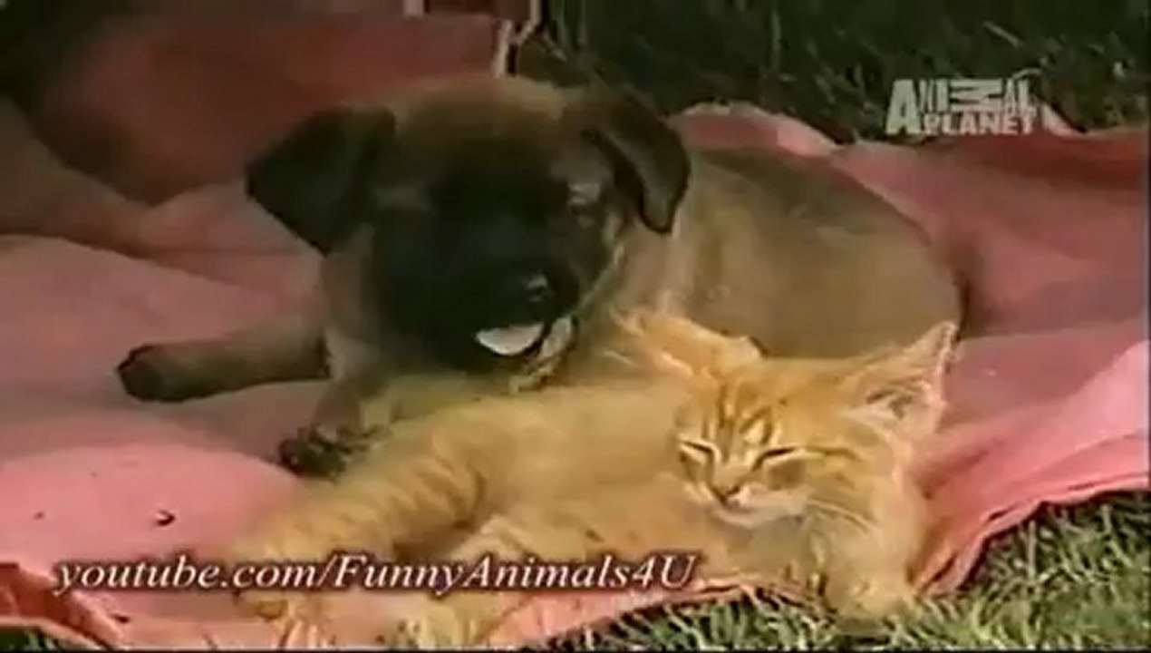 Funny Animals 1_clip5Perikizi.Net