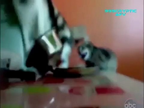 Funny Cats and Dogs - Americas Funniest Home Videos AFV Clips Compilation_clip9Perikizi.Net