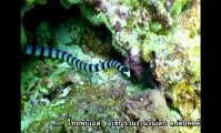 ชีวิตสัตว์ใต้ทะเล - ปะการังและอันตรายใต้ทะเล 11Jan13