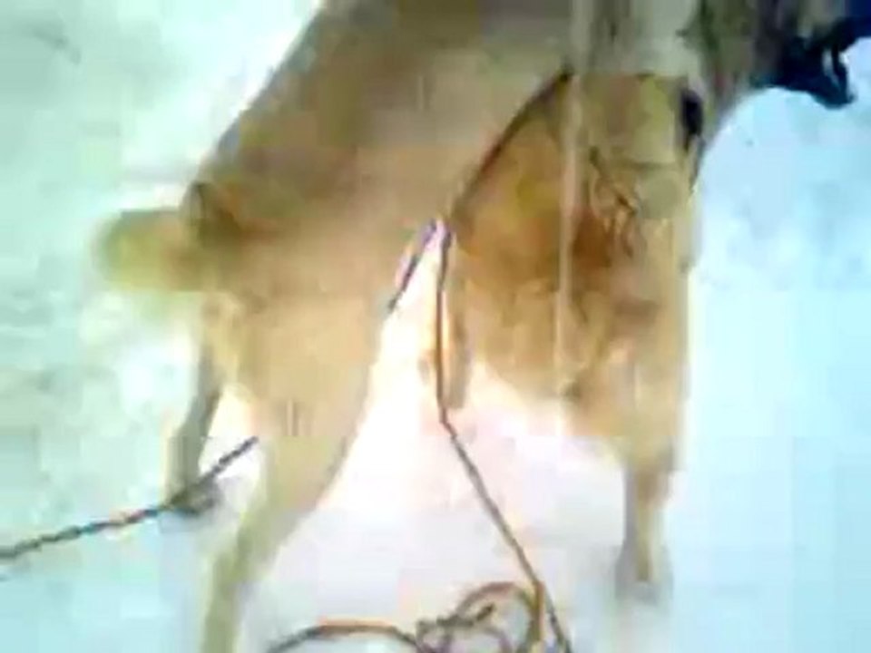 Muşlu Kolo-ve-Cobano