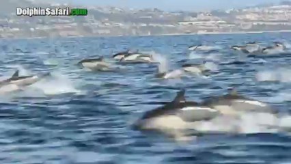 Tourists wowed by rare dolphin stampede