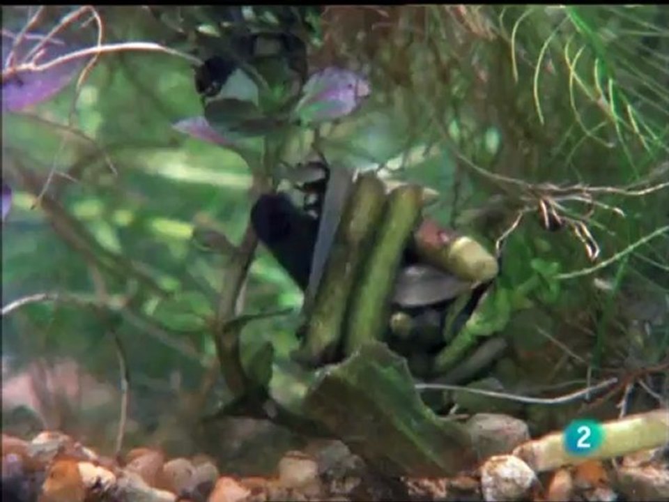 Araña de agua dulce