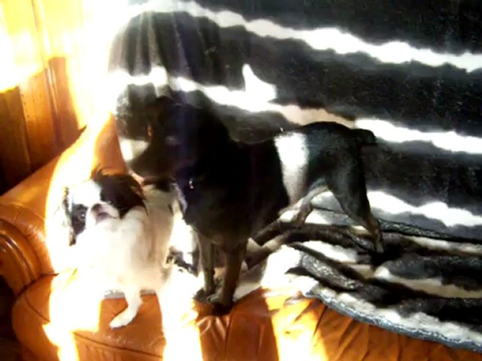 Oscar, un de nos pensionnaires avec Fréhel notre épagneul japonais