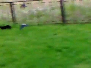 Epic Cat Fight - Epic Cat Fight videos - MUCHOSUCKO.com