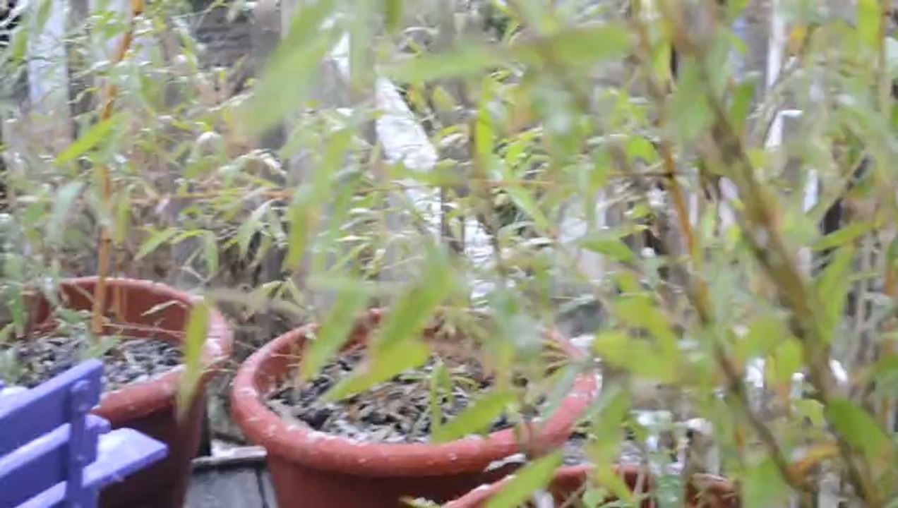 la neige sur Lille 2