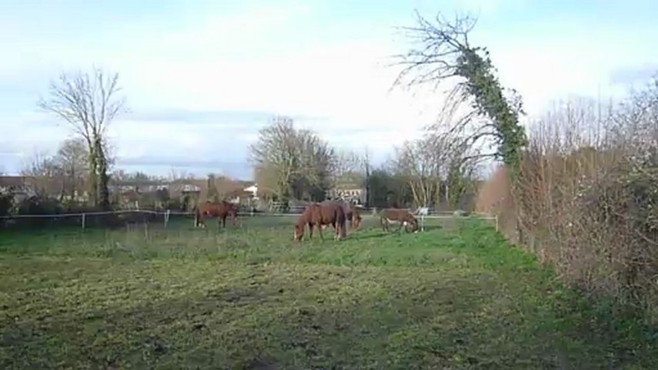 2013-01-12-j-ouvre-une-zone-herbe-2